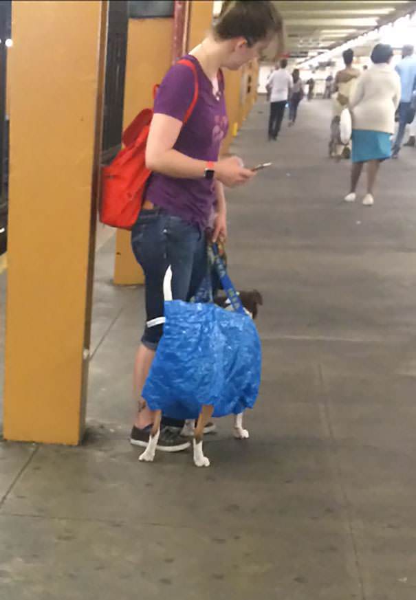 That's one way to get around the 'dog in carrier' subway rule.