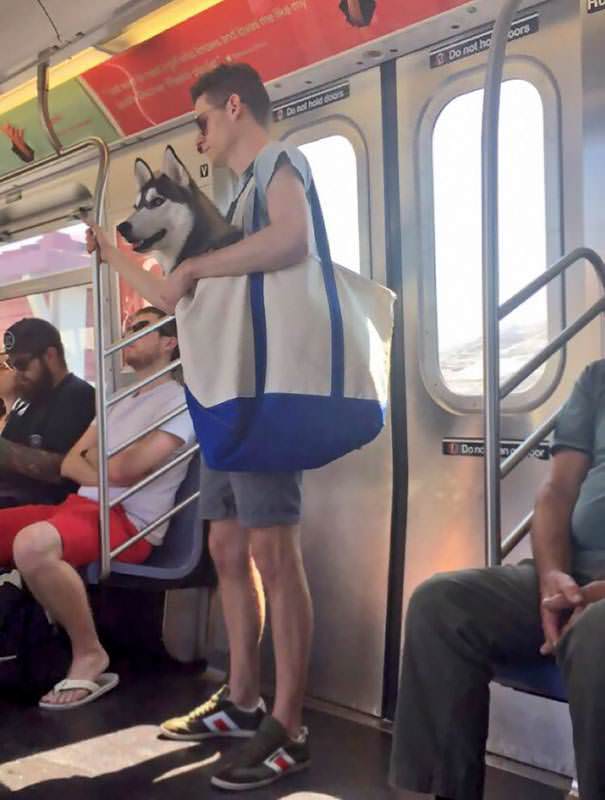 Dogs are not allowed on the NYC subway unless they're in a carrier… so this happened.