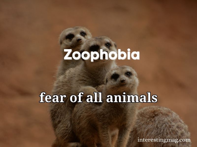 Zoophobia