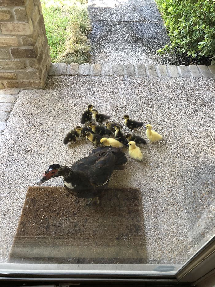 Every year, this mama duck brings her babies to my house, and I help her take care of them. This morning, I opened my door to 13 new peeping fluff balls.