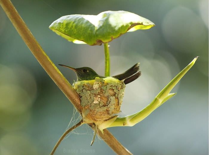 A beautiful hummingbird's nest with a leaf roof.