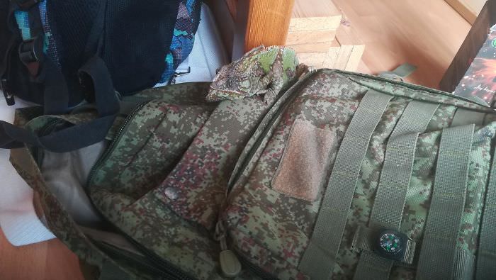 The way my chameleon hides on my military backpack.