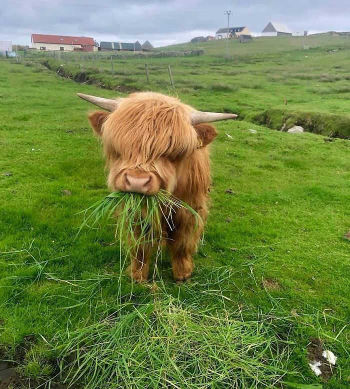 Fluffiest cow.