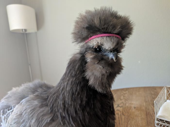 A friend's chicken needs a hairband for its chicken-fro.