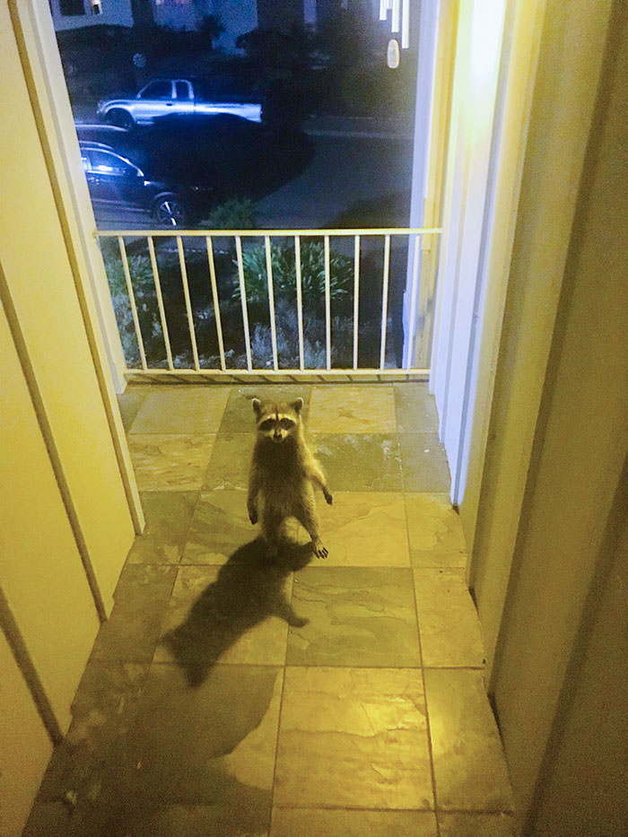 I came home last night to find this thief just standing there menacingly.