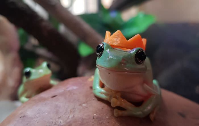 My brother and I have pet frogs, and they don't mind if you put stuff on them, so we 3D printed little hats.