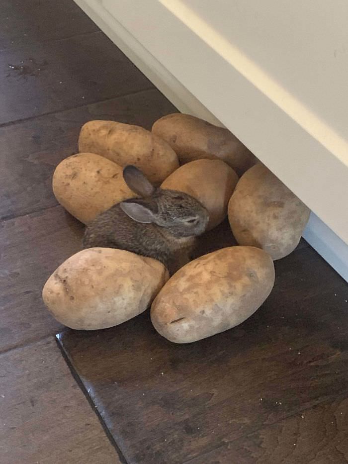 Let him wander around the house. Thought I lost him, but he was next to the potatoes.