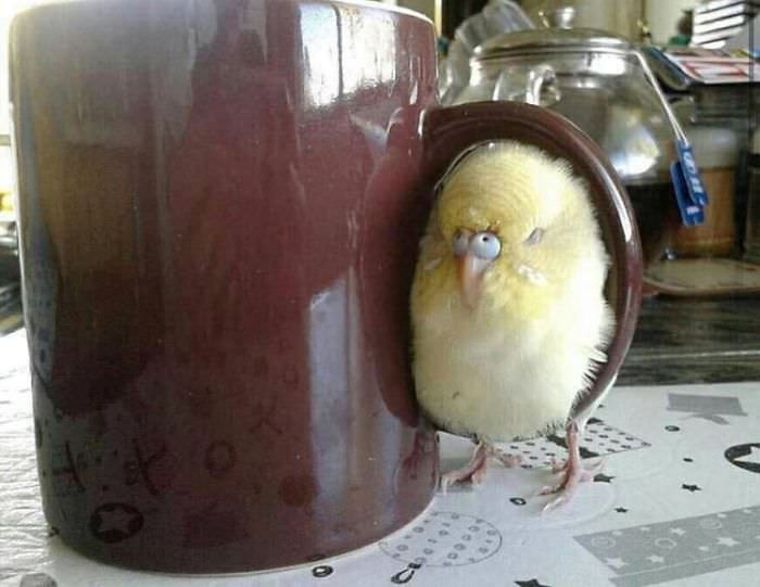 The real purpose of coffee cup handles: birb warmer.