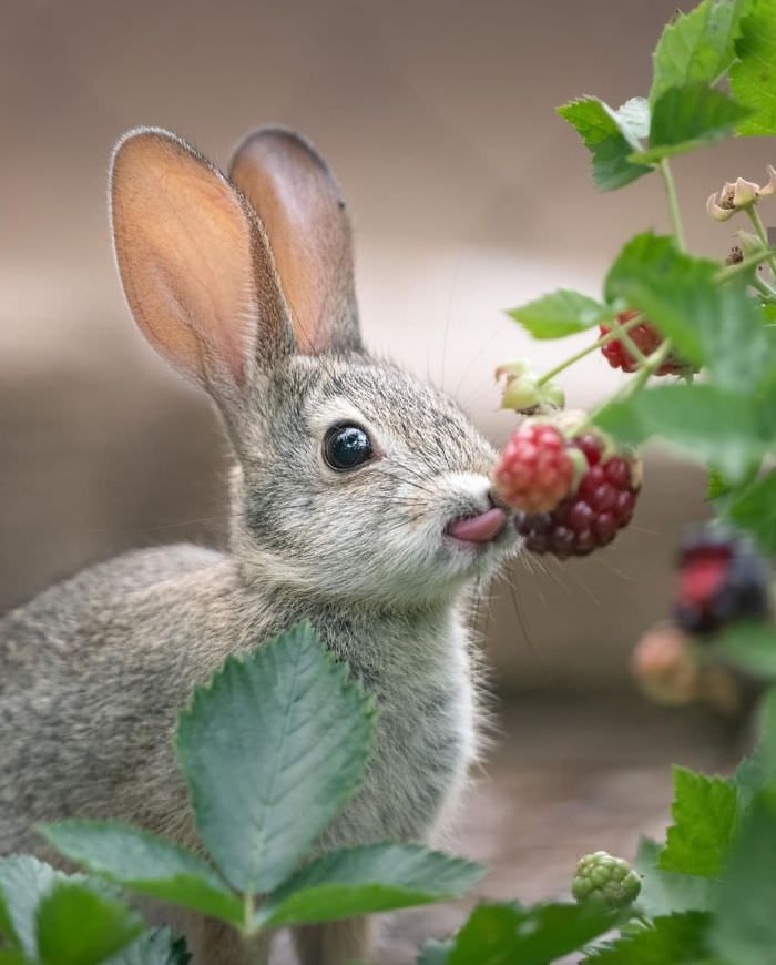 This rabbit eating some berries.