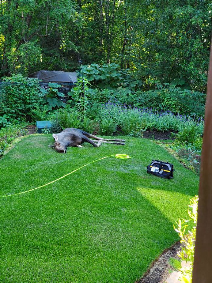 Moose taking an afternoon nap in my dad's garden.