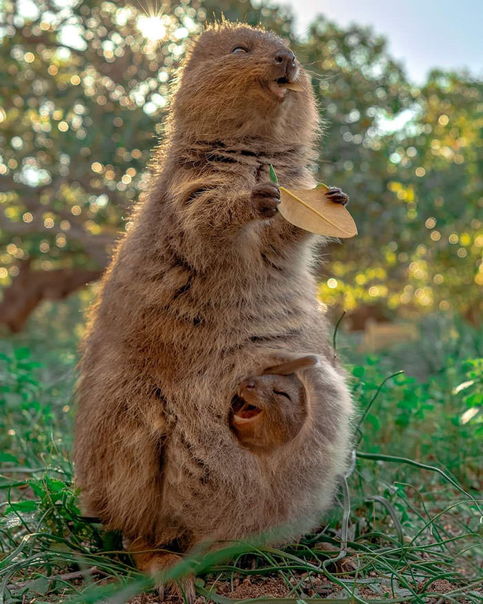Quokkas are the face of happiness.
