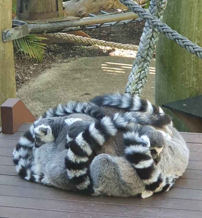 A pile of lemurs keeping warm.