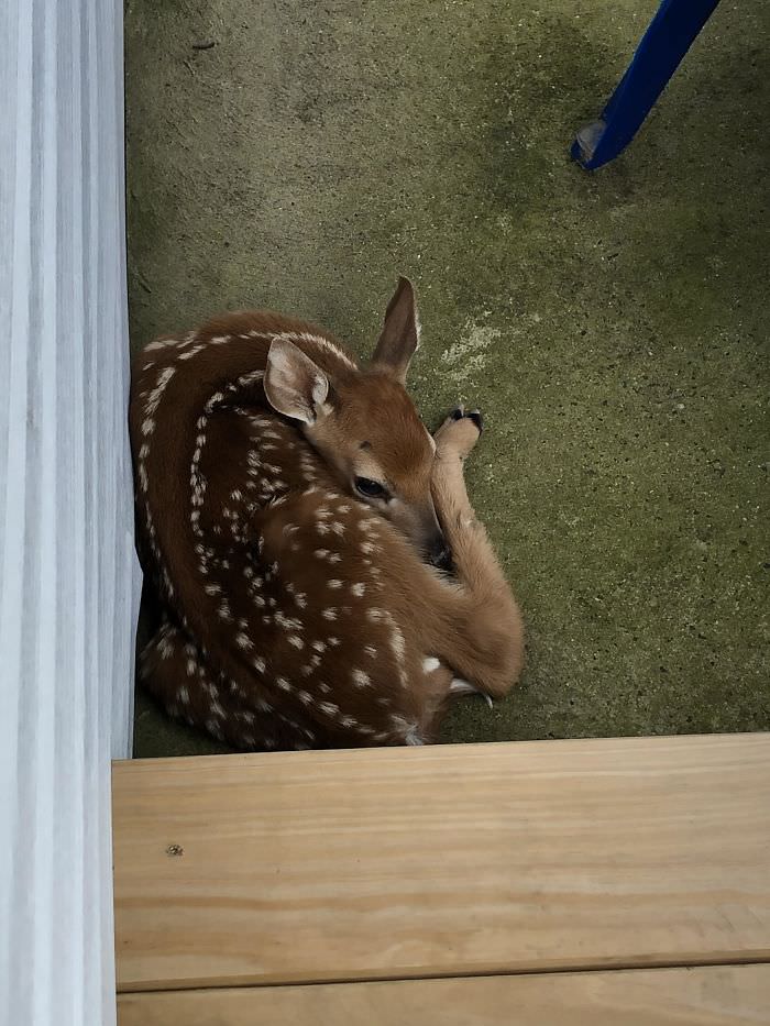 Wife opened the back door, immediately gasped and shut it. Little guy was stashed there by mommy for about 10 hours before she came back and got him.