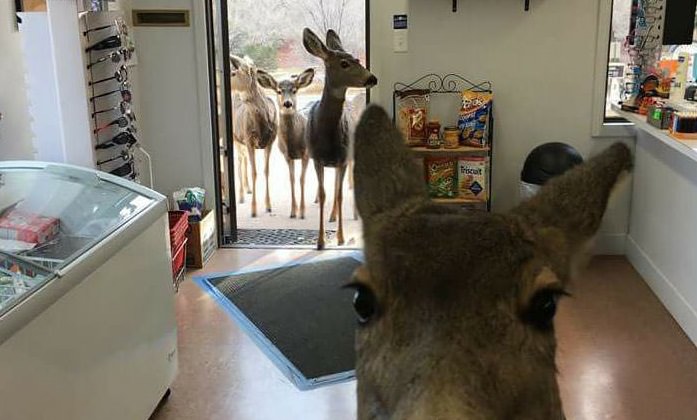 Animals in Unusual Places