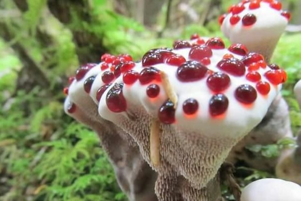 Things look like Food