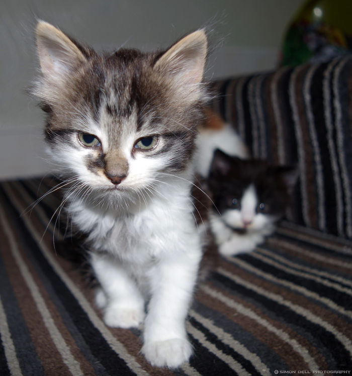 Tiny Roars, Big Demands: Angry Kittens Who Won't Wait Another Meow-ment