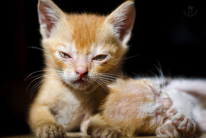 Tiny Roars, Big Demands: Angry Kittens Who Won't Wait Another Meow-ment
