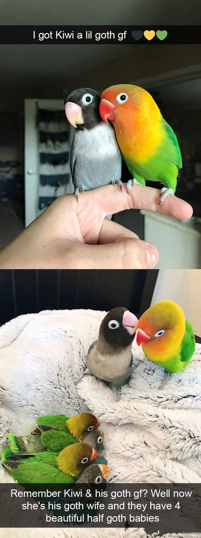 Funniest Birds Snapchats that will Take You Under Their Wing of Humor