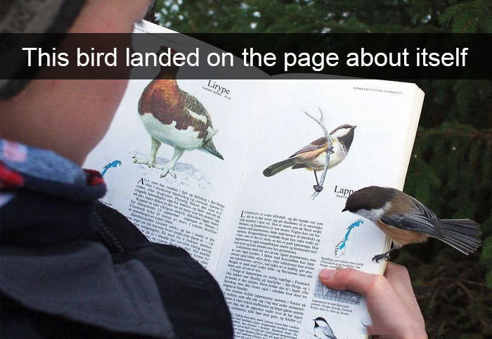 Funniest Birds Snapchats that will Take You Under Their Wing of Humor