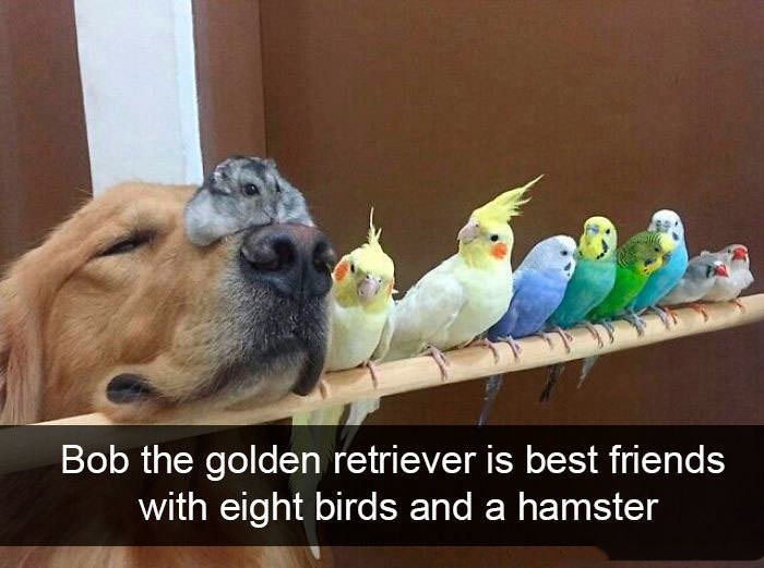 Funniest Birds Snapchats that will Take You Under Their Wing of Humor