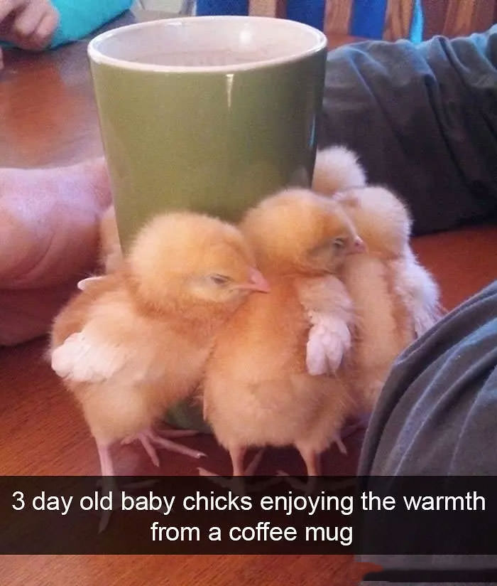 Funniest Birds Snapchats that will Take You Under Their Wing of Humor