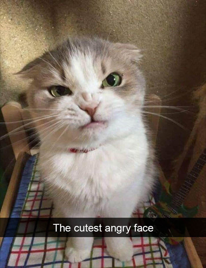 Funniest Cat Snapchats that will Have You Purring with Laughter