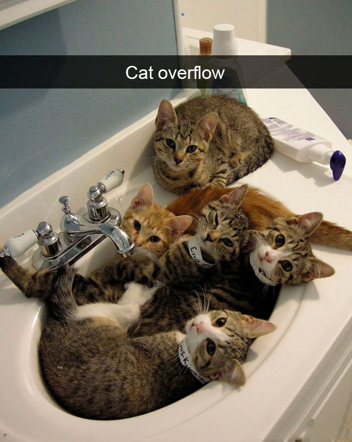 Funniest Cat Snapchats that will Have You Purring with Laughter