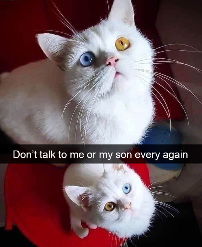 Hilarious Cat Snapchats that will Pawsitively Make Your Day!