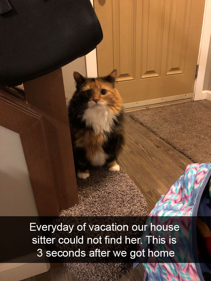 Hilarious Cat Snapchats that will Pawsitively Make Your Day!