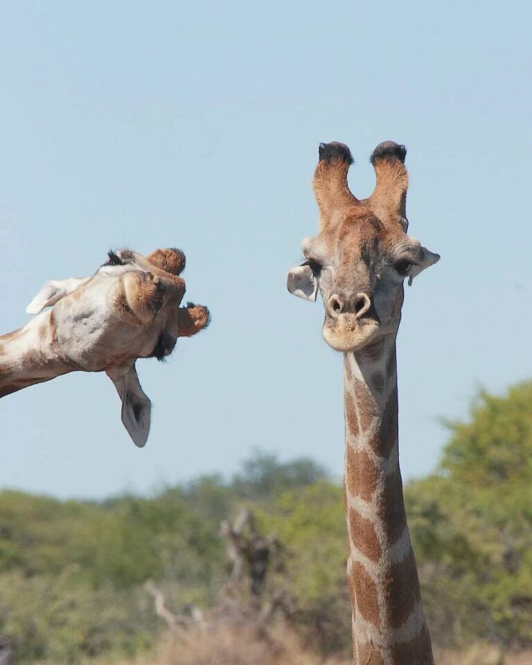 Nature's Artistry: A Curated Collection of the Most Stunning Animal Photos