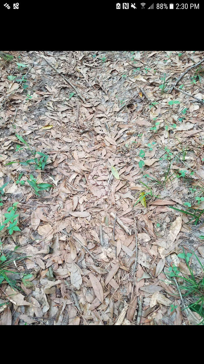 I see what i think are copperheads all the time around my yard. It's usually a stick, leaves or some combination of those. Copperheads are masters of disguise.