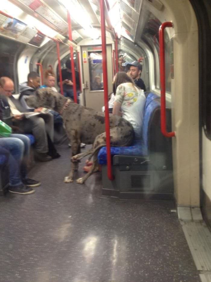 Chilling out on the Tube... like a boss.