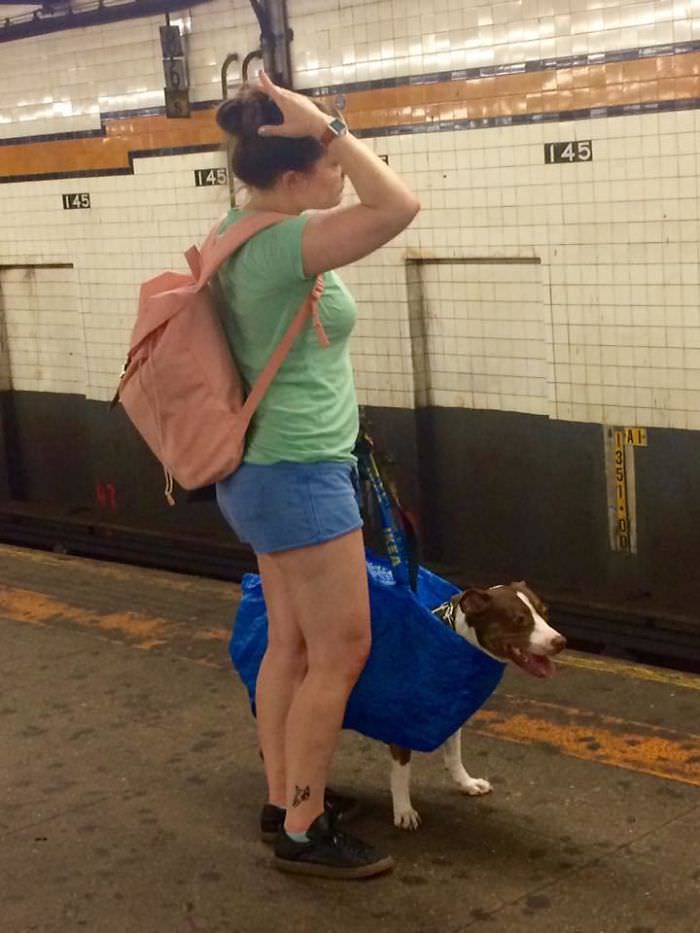 You can’t bring your dog on the subway in New York unless it fits in a bag.
