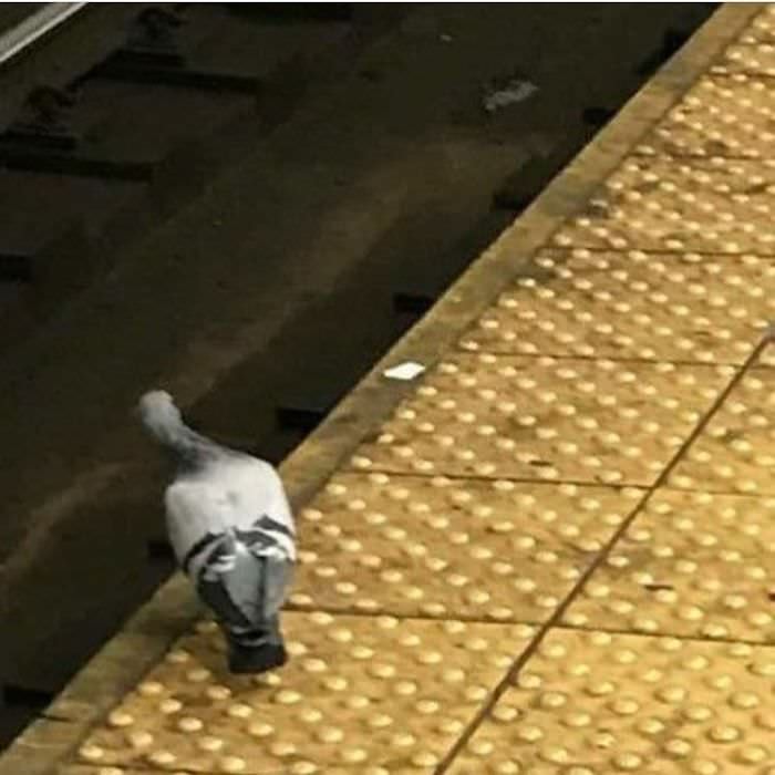 This pigeon is out here looking like every New Yorker waiting for the train.