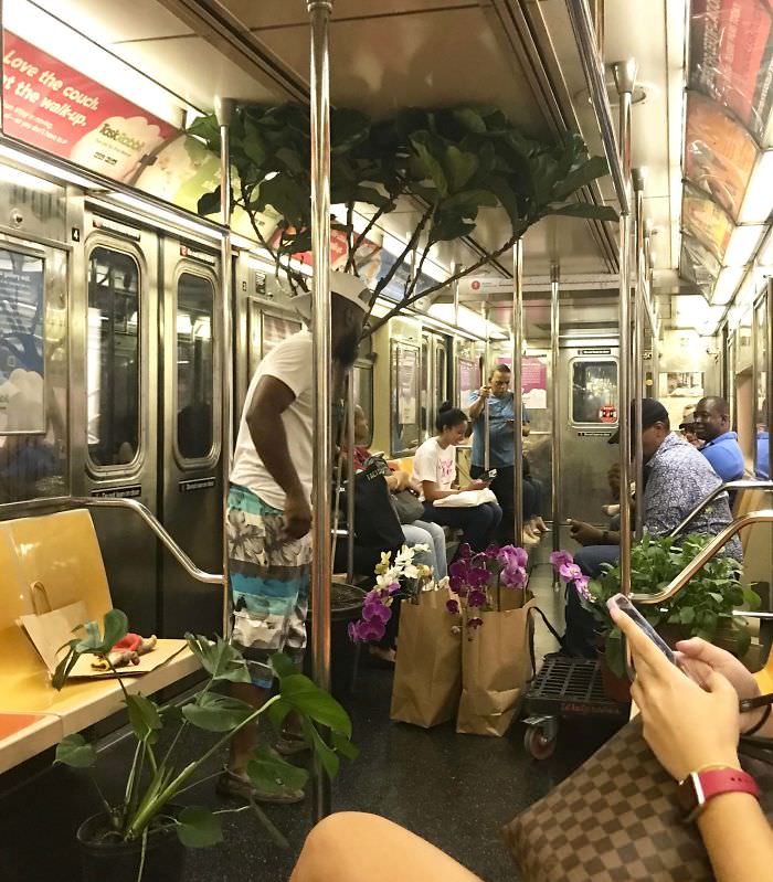Thought of you all when I saw this guy selling plants on my subway ride home. He kept saying things like "I don't sell weed, I just sell tropical plants."