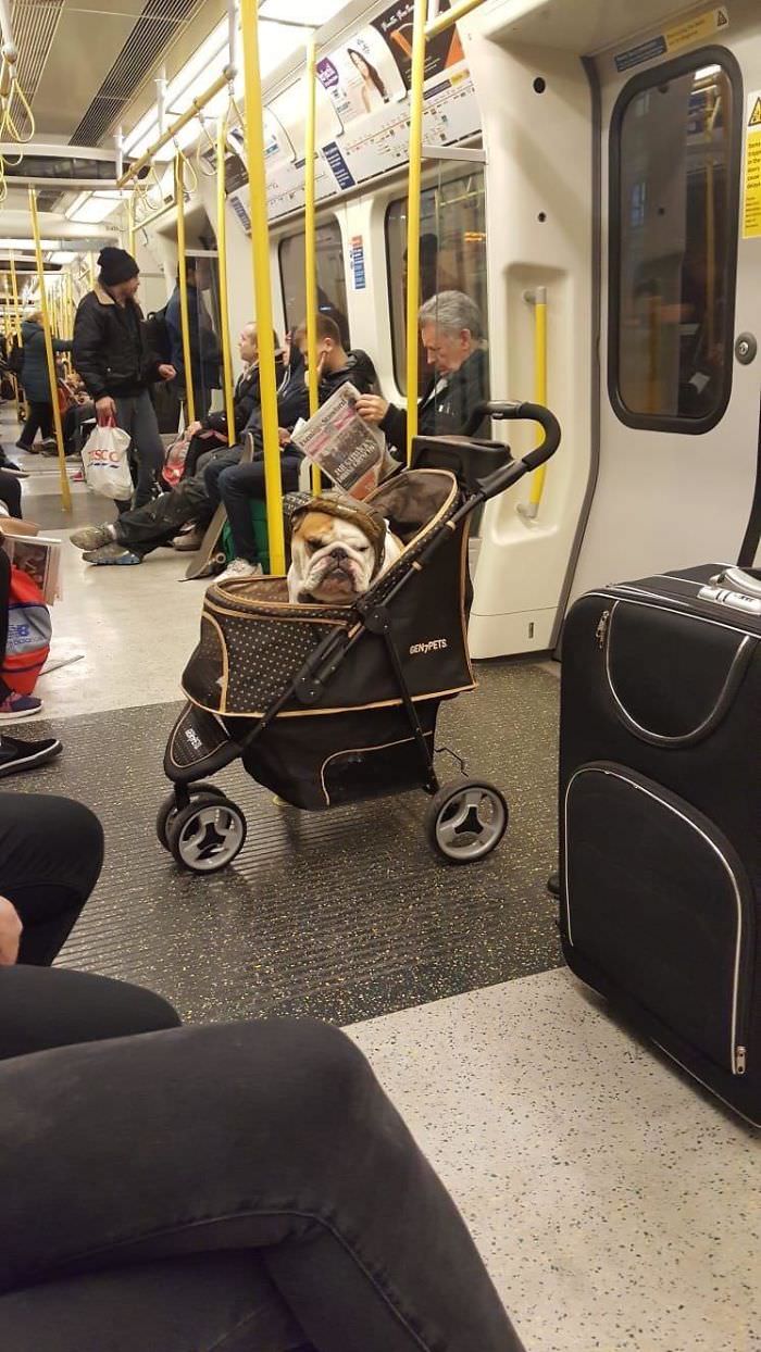 Someone's enjoying their evening commute.