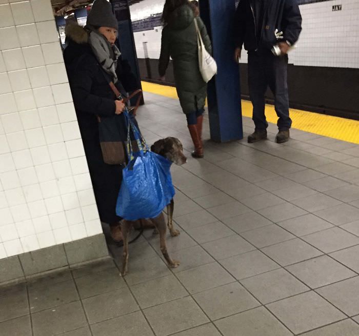 So NYC MTA (subway) banned all dogs unless the owner carries them in a bag. I think this owner nailed it.
