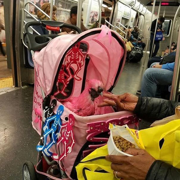 Try Explaining To Your Boss That You're Late Because You Missed Your Stop While Feeding A Pink Chicken Cheerios On The Subway