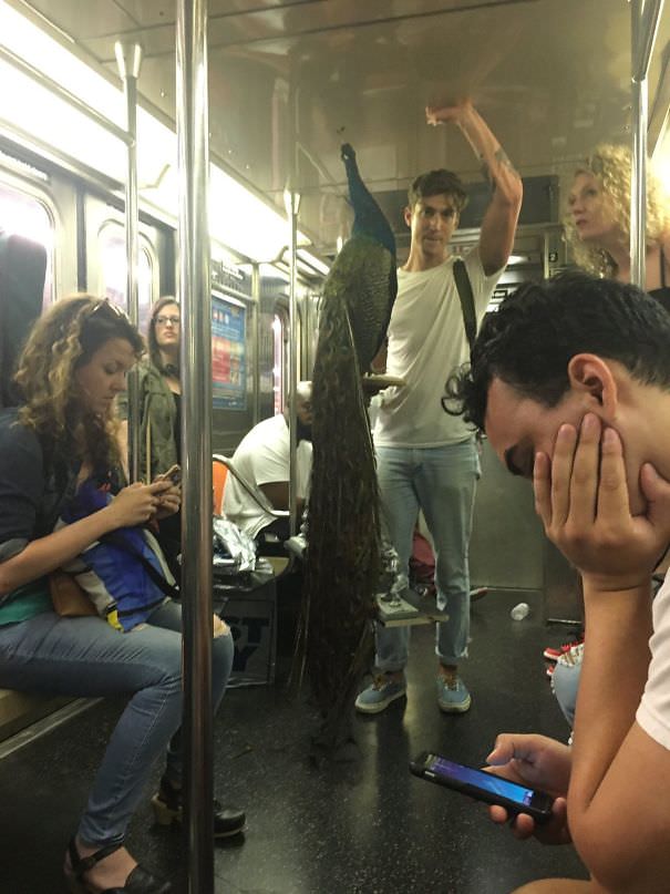 A Guy Brought His Peacock Onto The NYC Subway And No One Even Looked Up From Their Phones