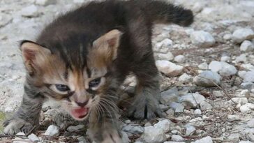 Angry Kittens