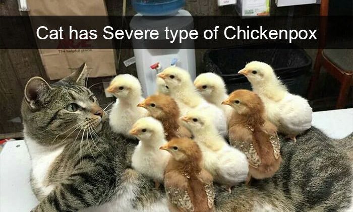 Funniest Birds Snapchats