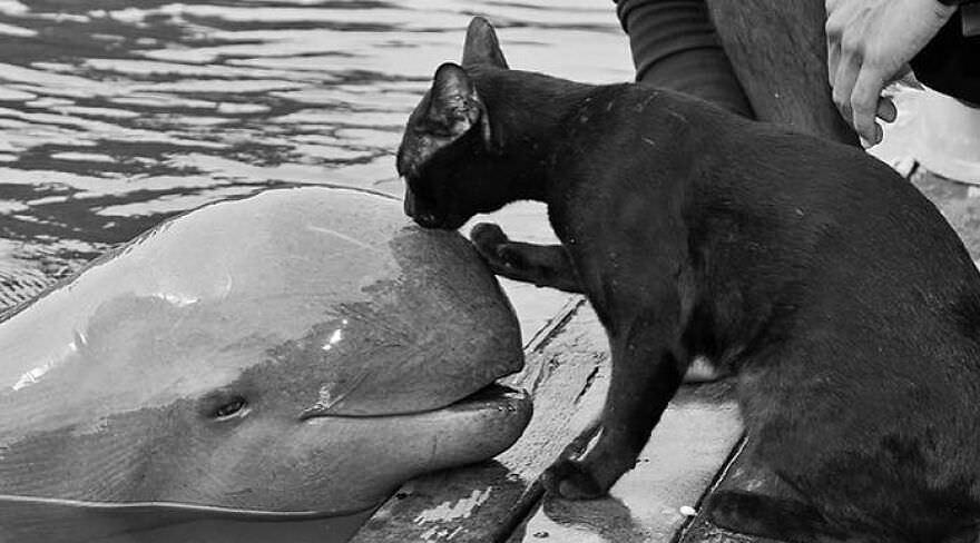 Most Stunning Animal Photos