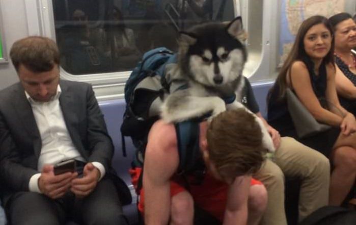Odd Subway Spotting