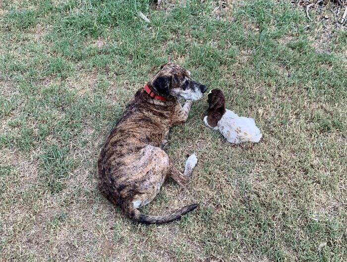 Our senior shelter dog Rufus adopted a baby goat whose mama didn’t take her.