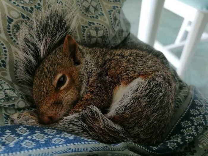 Rescued squirrel (named Cricio) falling asleep in my mum's lap.