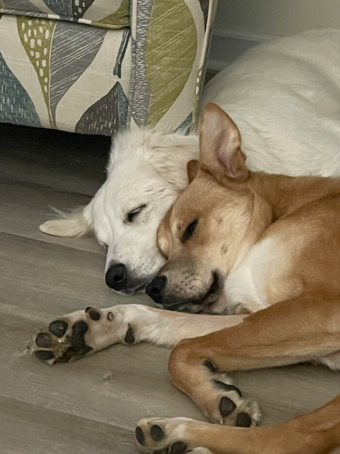 We adopted a mother and son combo from the shelter; they are inseparable.