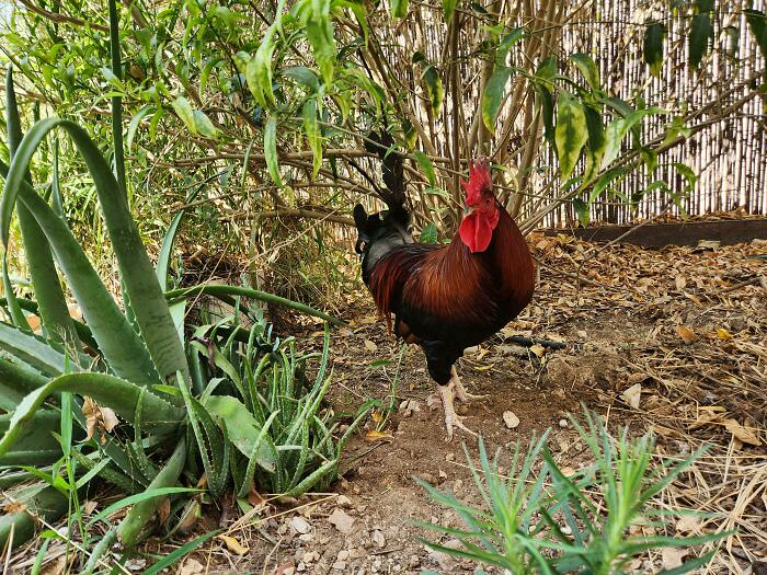A rooster "adopted" me. He "ran away" from home (2 houses near me) because the other younger rooster beats him up. I'm stuck with him and feel sorry for him and want him to be happy/have a nice life.