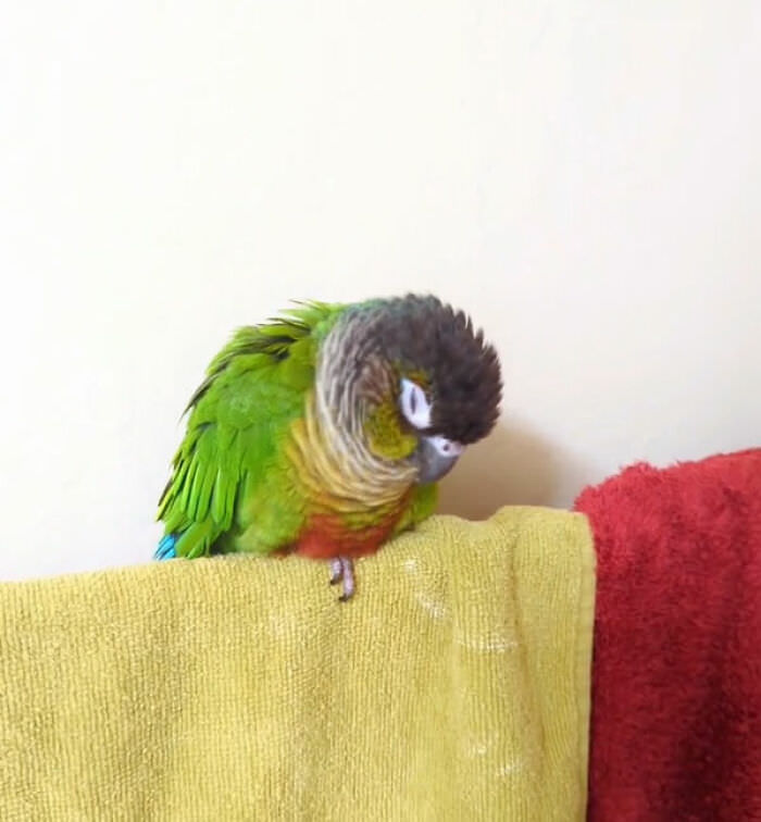 This is Mango, my rescue conure. Earlier today I was singing after my shower, and she started to fall asleep.