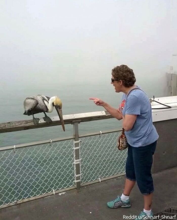 My grandma got bit by a pelican on the pier and then began to scold it.