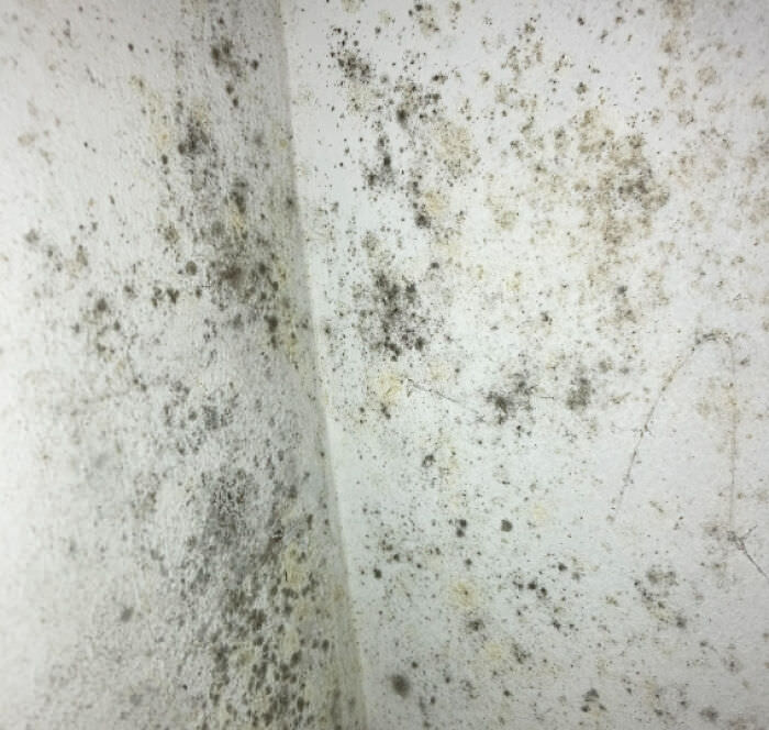 Working at a restaurant I pulled back the slushie machine because I smelled something off coming from behind. The smell was black mold. I quit on the spot and reported the restaurant to the health authority.